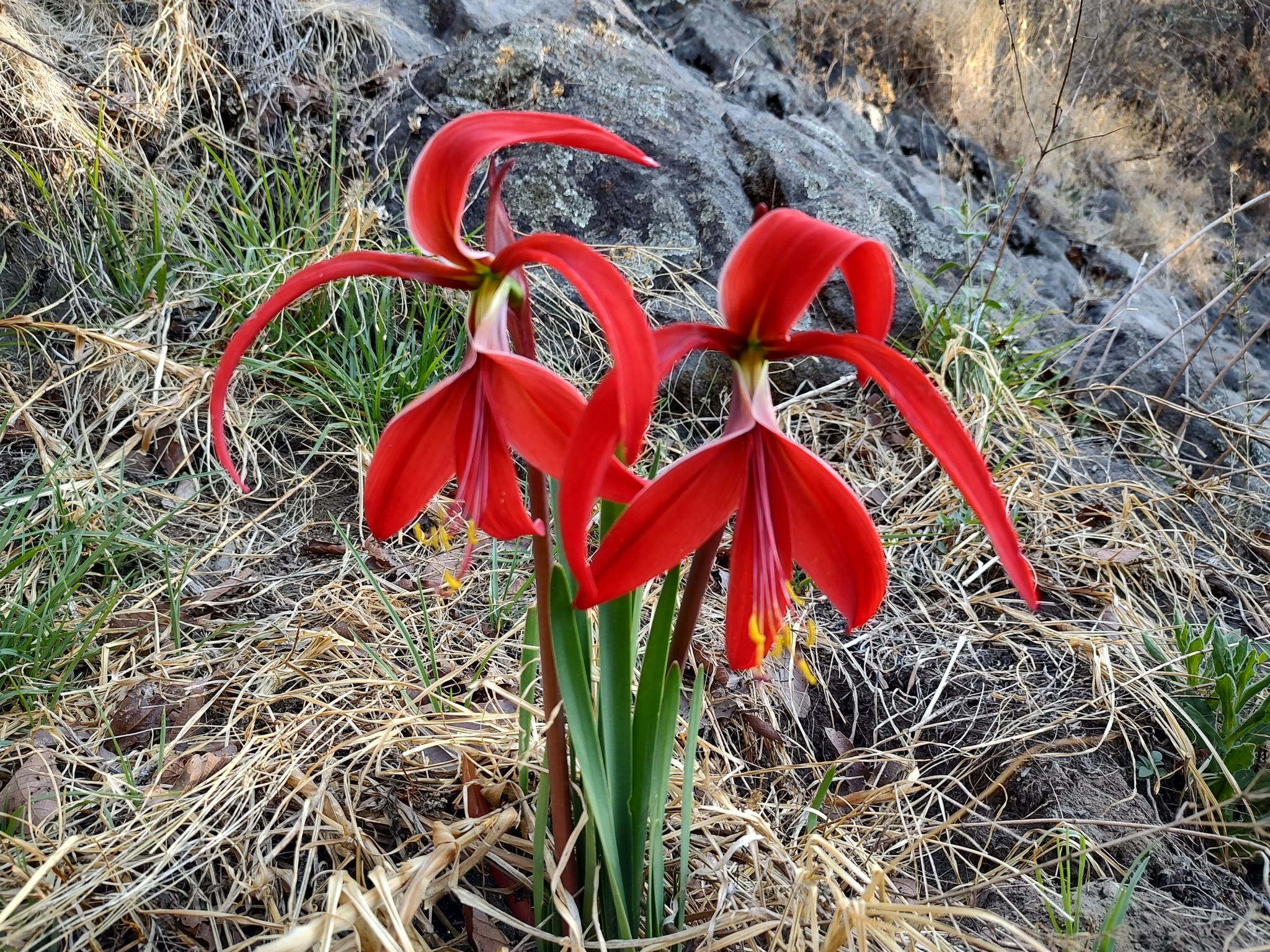 Sprekelia formosissima